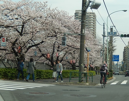 3/31東京の桜